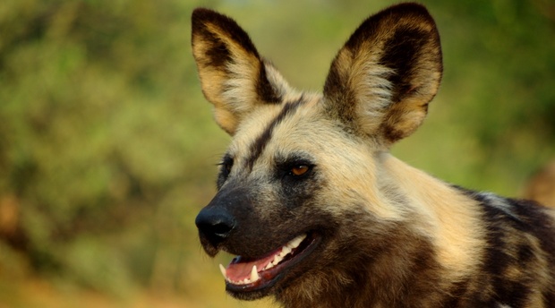 Hyänenhund, South Luangwa Zambia Safari Adventure Purists