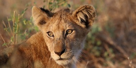 Frühbucher Rabatt auf alle Sambia Safaris 2021