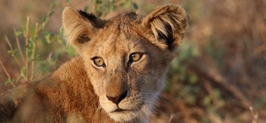 Frühbucher Rabatt auf alle Sambia Safaris 2021