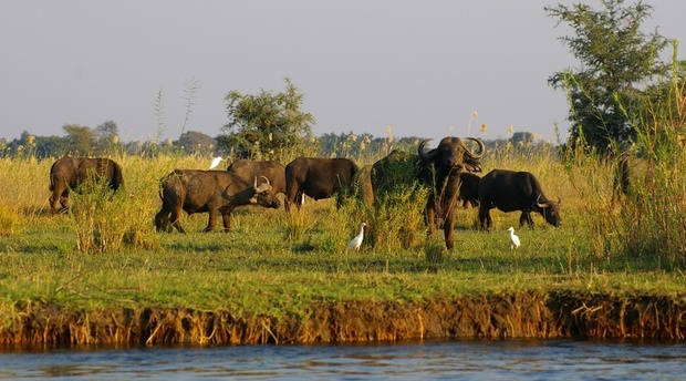 Lower Zambezi National Park mobile Safari Adventure Purists 