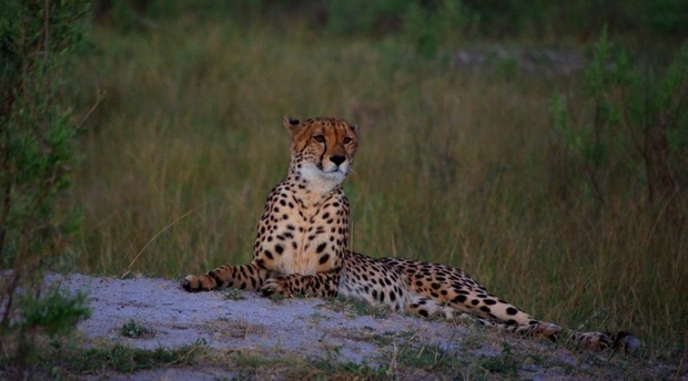 Cheetah Kafue National Park Zambia 