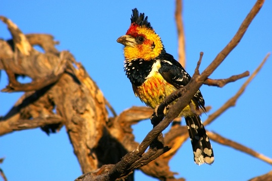 Haubenbartvogel, Kafue National Park, Sambia 