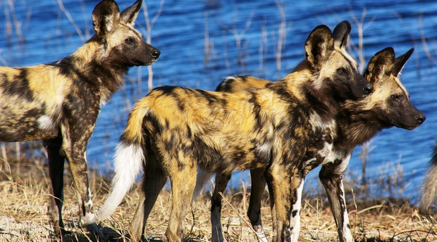 Hyänenhunde south luangwa Sambia Safari 